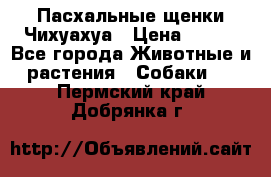 Пасхальные щенки Чихуахуа › Цена ­ 400 - Все города Животные и растения » Собаки   . Пермский край,Добрянка г.